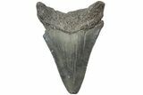 Fossil Megalodon Tooth - South Carolina #234531-1